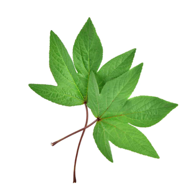 Gongura Leaves