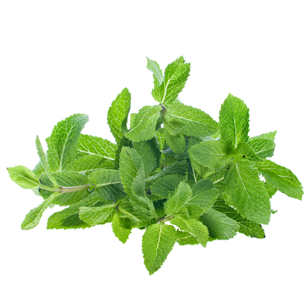 Mint Leaves