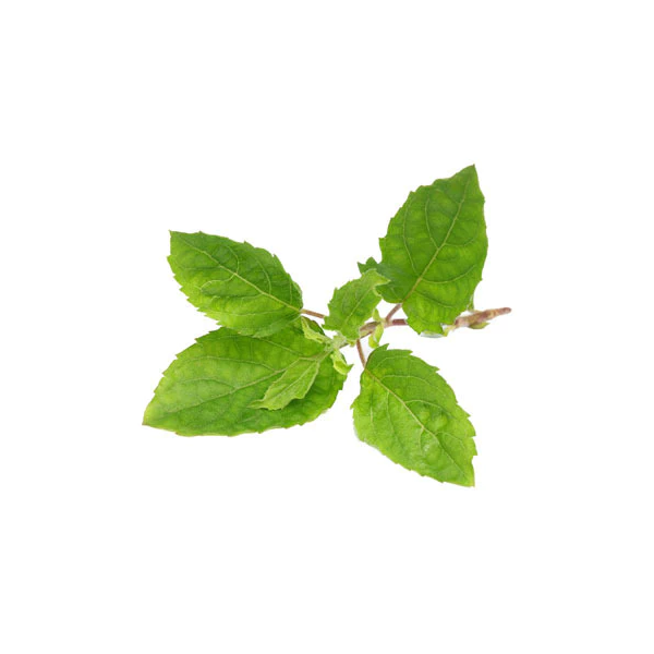 Basil Italian