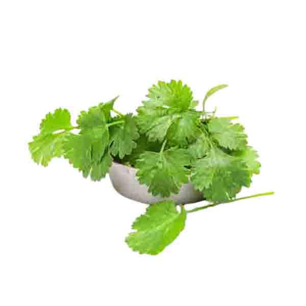 Organic Coriander Leaves