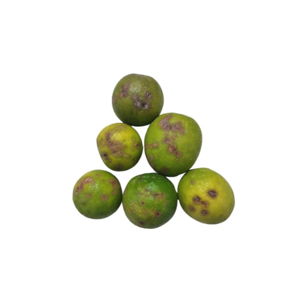 MisFit Organically grown Lemon (8pcs - 11pcs)