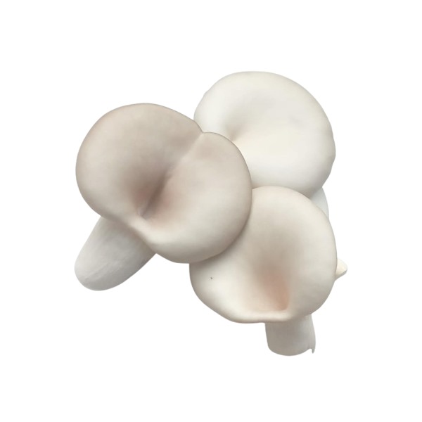 Grey Oyster Mushroom