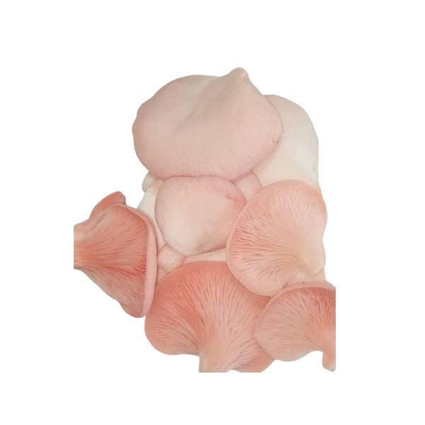 Pink Oyster Mushroom