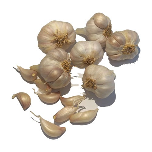 Native Garlic